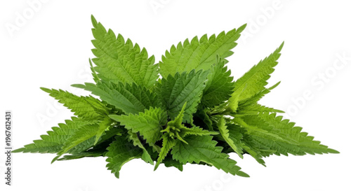Fresh stinging nettle leaves on a transparent background