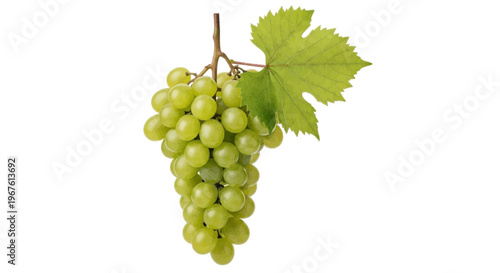 Fresh green grapes bunch with leaf on a transparent background