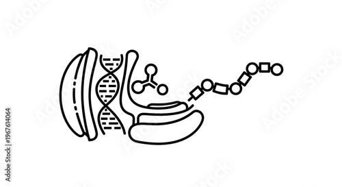 DNA Transcription and Translation: Genetic Code to Protein Synthesis