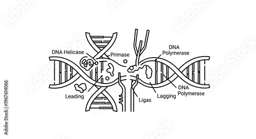 DNA Replication Process: Leading and Lagging Strands with Enzymes