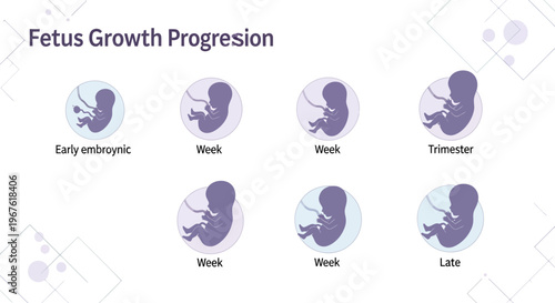 Fetus Growth Progression: Stages of Embryonic and Fetal Development