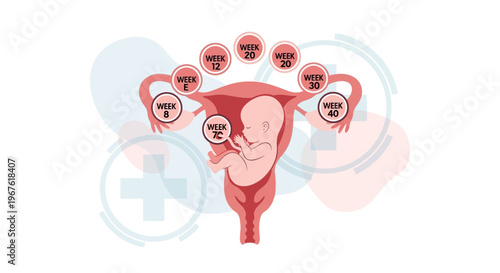 Fetus growth stages in uterus, pregnancy timeline from week 0 to week 40