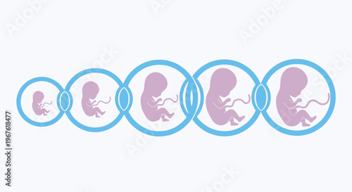 Human Fetal Development Stages: From Embryo to Fetus in Gestation Cycles