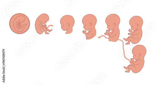 Human Fetal Development Stages: From Zygote to Embryo Growth and Gestation