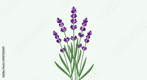 Purple Lavender Flowers in Bloom.
