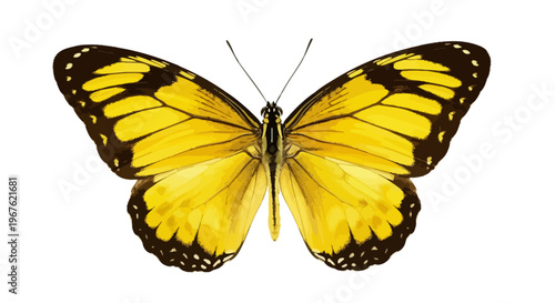Beautiful Yellow Butterfly Closeup Macro.