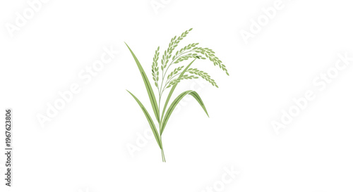 Green plant with long thin leaves.