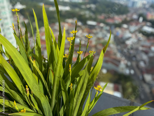 Yellow Walking Iris Flowers Blooming on High Rise Balcony with Blurred Cityscape Background