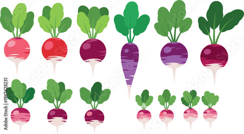 A vibrant illustration of various colorful radish vegetables with green leaves