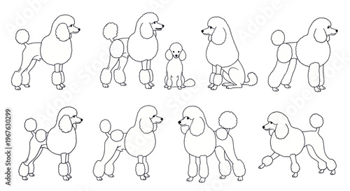 Set of Poodle Dog Silhouettes, Various Poses and Sizes, Outline Illustrations