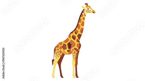 A giraffe standing against a white background with a long neck and legs, showcasing its distinctive orange and brown spots.