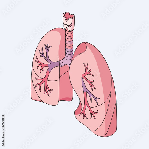 Anatomical illustration of the human respiratory system, showcasing the lungs, trachea, and bronchi in a simplified, stylized representation on a clean background