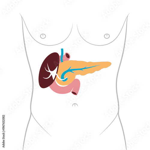 Anatomical illustration of the human pancreas and spleen, highlighting key organs within the torso outline