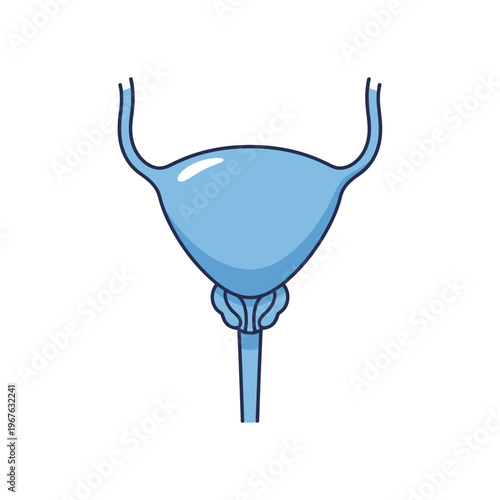 Detailed anatomical illustration of the human urinary bladder, a vital organ responsible for storing and excreting urine within the excretory system, presented with clear contours