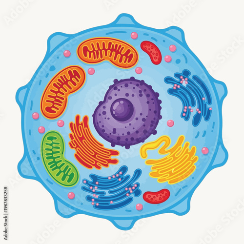 Detailed scientific illustration of an animal cell with clearly labeled organelles including the nucleus, mitochondria, and endoplasmic reticulum