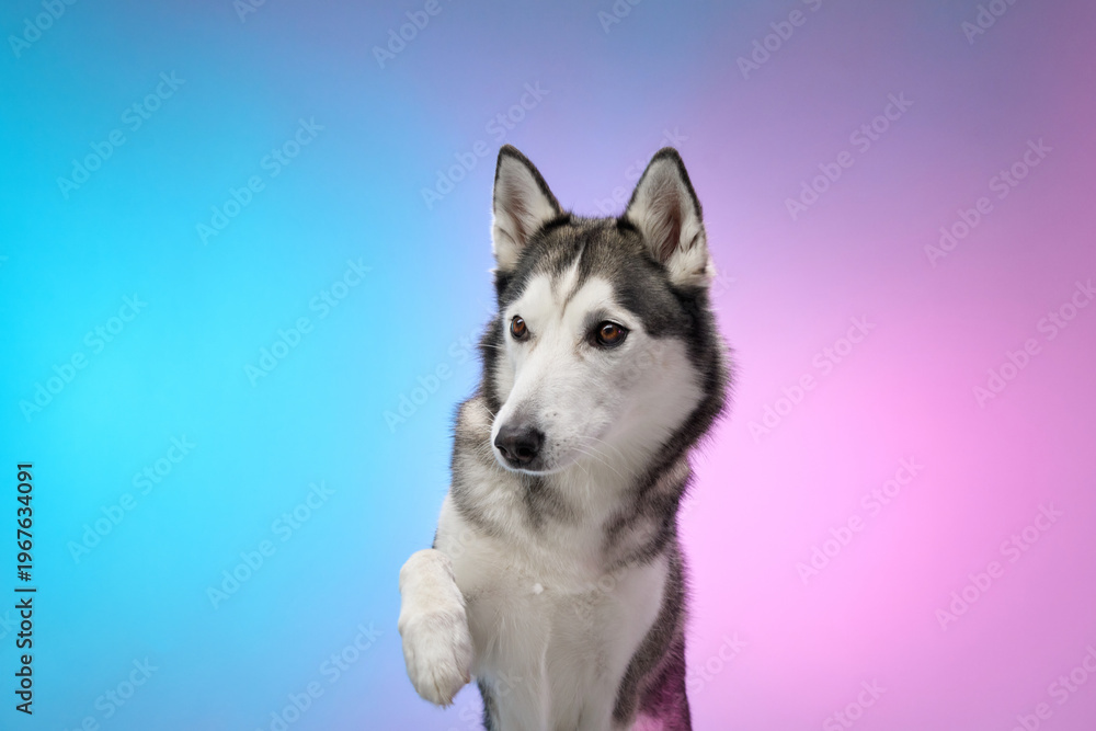 Fototapeta premium A Siberian Husky observes attentively, posed against a gradient blue and pink background. The image showcases the dog's alert expression and detailed fur texture.