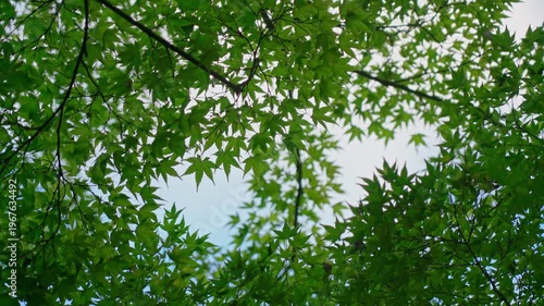 Kyoto, Japan - Oct 11 2024, 4k, panoramic view of the clear blue sky through the green foliage of the Japanese maple tree, Kyoto, Japan