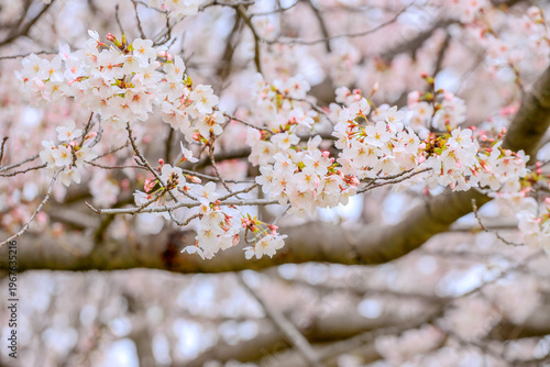 満開の桜