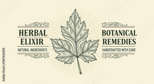 Vintage Botanical Leaf Illustration for Herbal Elixir and Remedies.