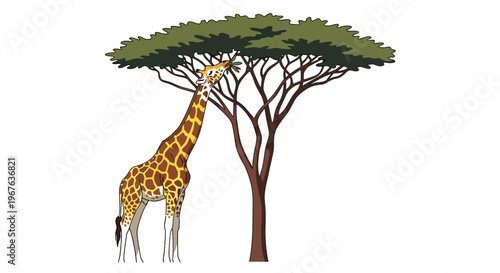 A giraffe eats leaves from a tree in savannah landscape with acacia tree.