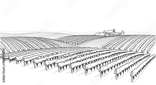 Vineyard Landscape Drawing: Rolling Hills, Winery Building, Rows of Grapes