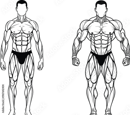 Front view anatomical illustration comparing lean muscular physique with heavily built bodybuilder figure, highlighting muscle development, anatomy differences, fitness, bodybuilding,