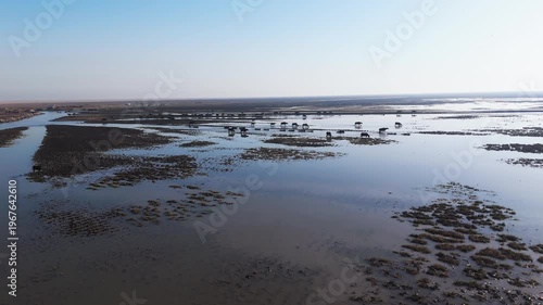 The Al-Jubaysh Marshes, located in Dhi Qar, Iraq, are part of the Mesopotamian marshlands, one of the world's largest wetland ecosystems. Known for their rich biodiversity, these marshes are home to u