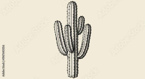 Vintage Illustration of a Tall Saguaro Cactus Plant.