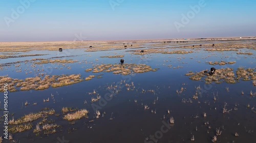 The Al-Jubaysh Marshes, located in Dhi Qar, Iraq, are part of the Mesopotamian marshlands, one of the world's largest wetland ecosystems. Known for their rich biodiversity, these marshes are home to u