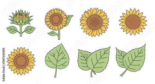 Sunflowers and green leaves illustration.