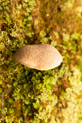 Hidden realms: the fungal microcosm