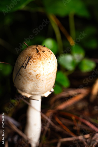 Hidden realms: the fungal microcosm