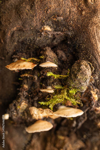 Hidden realms: the fungal microcosm