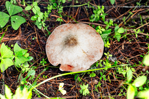 Hidden realms: the fungal microcosm