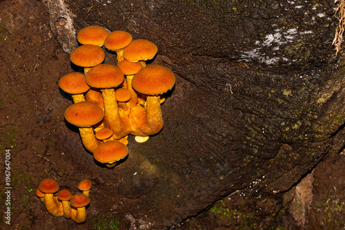Hidden realms: the fungal microcosm