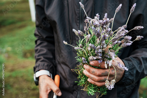 Farmworker's hands holding freshly harvested lavender bouquet