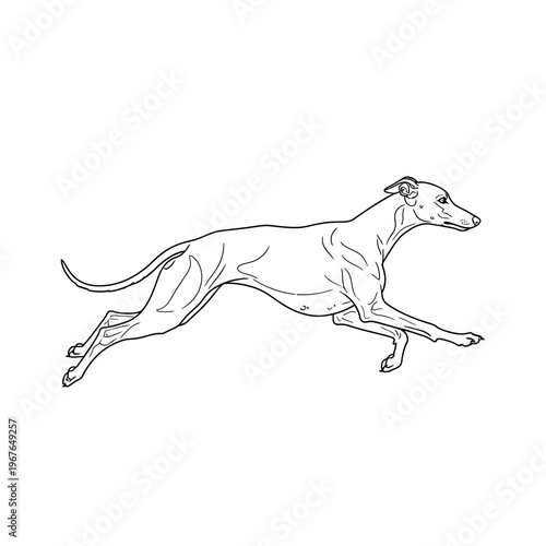 Elegant line drawing of a running greyhound dog in full stride, vector illustration.