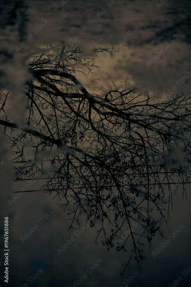 Obraz premium tree on the water