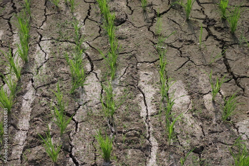 Canvas Print drought paddy rice field lack water highlighting the severe impact of water scar