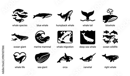 Whale icons: species, migration patterns, marine mammals, ocean wildlife