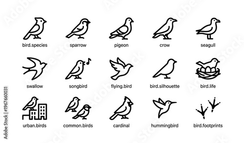 Icon set of various bird species: sparrow, pigeon, crow, seagull, swallow, songbird, cardinal