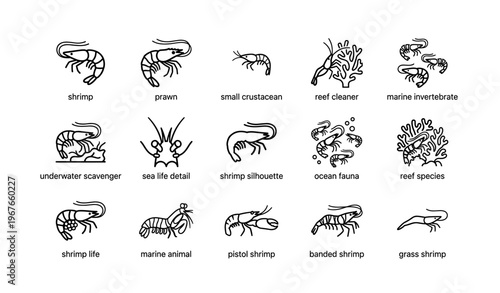 Various shrimp and marine creatures line art illustrations