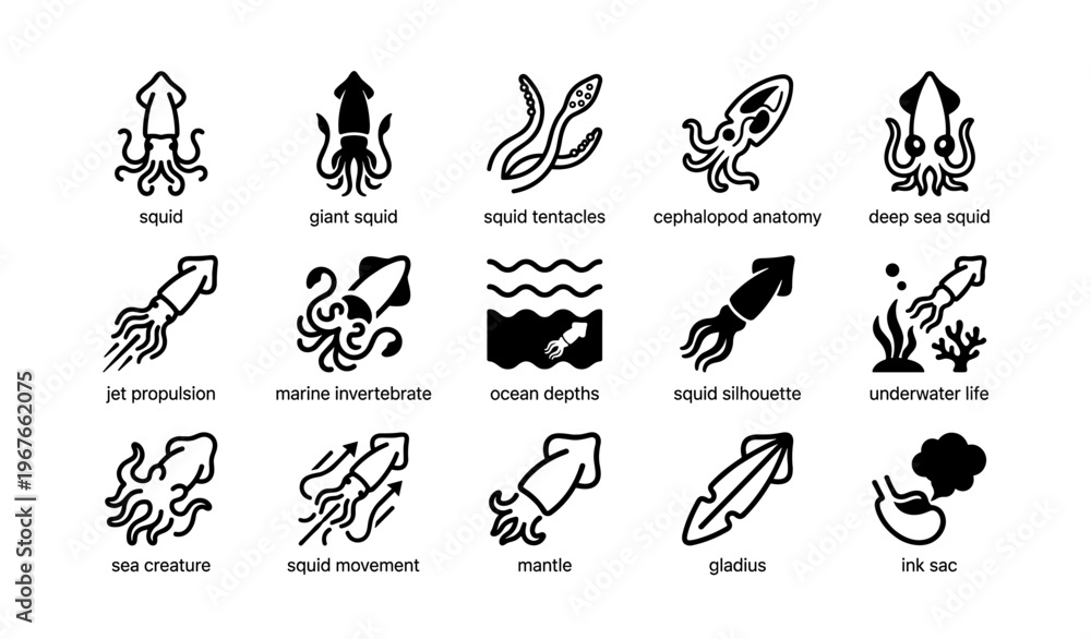 Fototapeta premium Squid icons illustrating anatomy, movement, and underwater life symbols