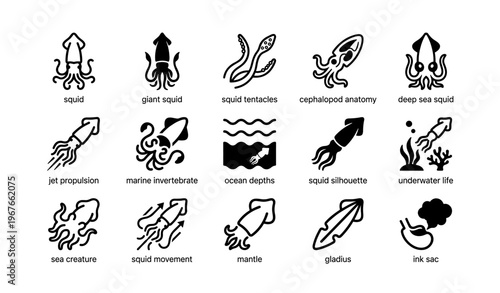 Squid icons illustrating anatomy, movement, and underwater life symbols