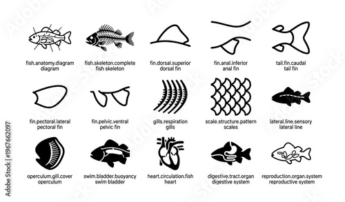Fish anatomy diagrams: fin structure and internal organs illustration