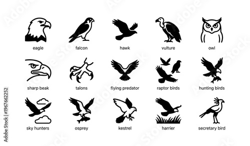 Silhouette icons of eagle, falcon, hawk, vulture, owl, and more raptor birds