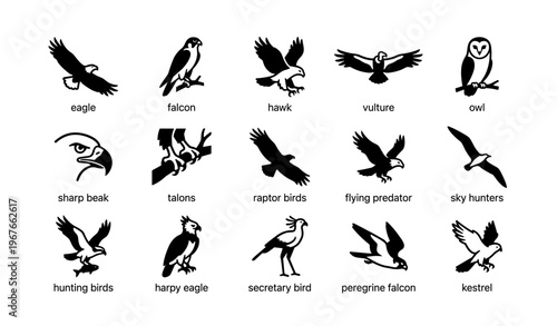 Silhouettes of birds of prey featuring eagles, falcons, hawks, and owls