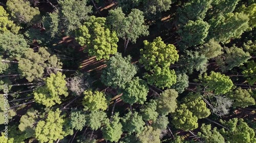 Aerial view of a dense forest canopy with varying shades of green and brown, showcasing the texture and patterns of the trees from above.