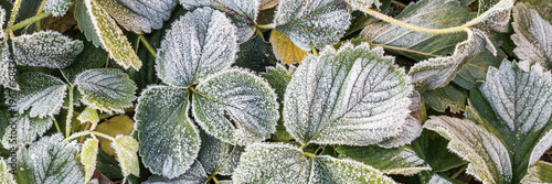 Leaves of garden strawberries covered with hoar frost. Beautiful natural background with hoarfrost on foliage. Frozen plants texture. Rime ice crystals on strawberry leaves in the garden during frost.