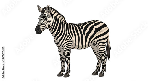 A zebra standing on a white background.